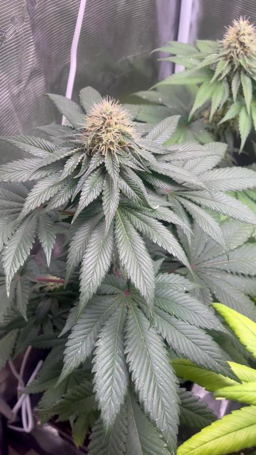 Mistery ¿?. Seedstockers