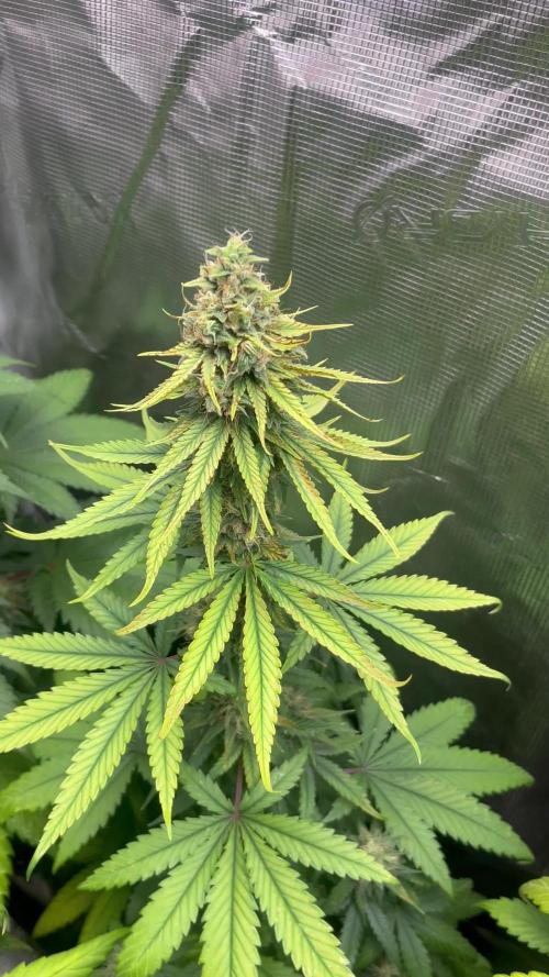 Terp & Tonic. Seedstockers