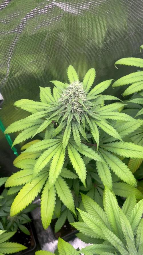 Permanent Maker. Seedstockers