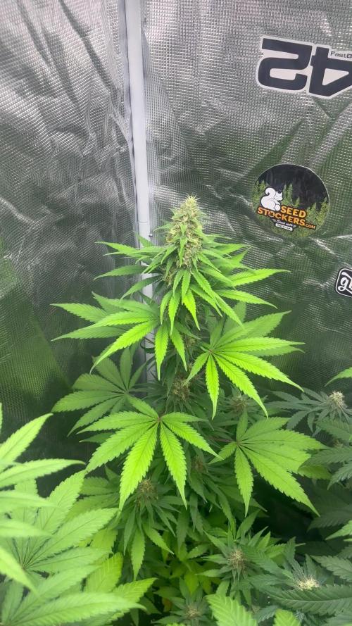 Runtz Punch. Herbies