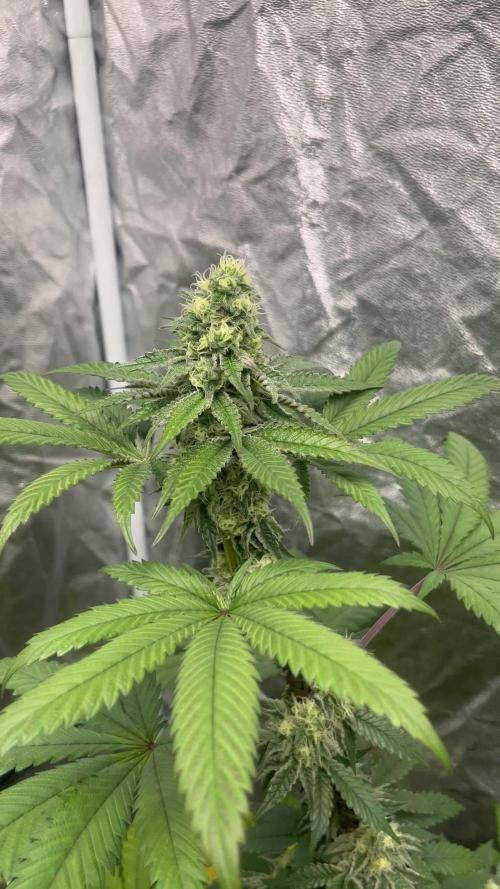 Gelato 44. RoyalQueenSeeds