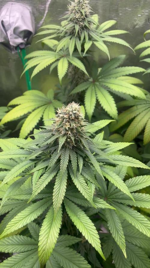 Lemon Mandarin. fastbuds