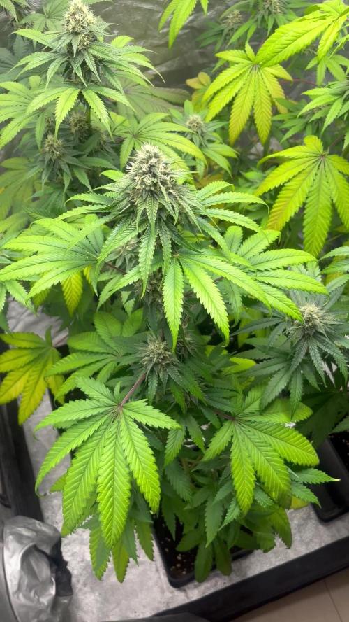 Lemon Cherry Runtz. Fastbuds