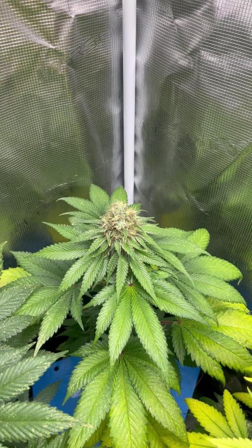 Mistery ¿?. Seedstockers