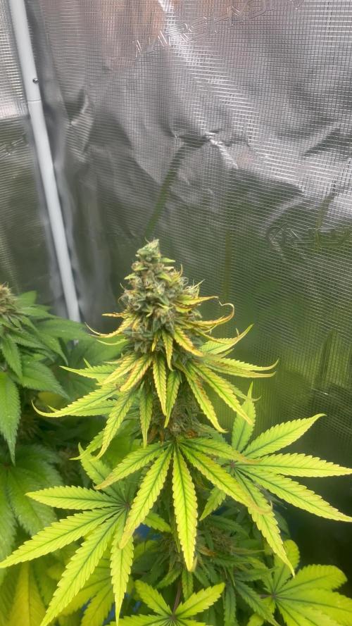 Terp & Tonic. Seedstockers