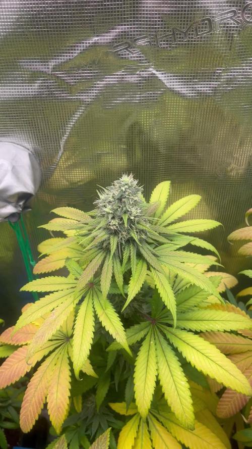 Permanent Maker. Seedstockers