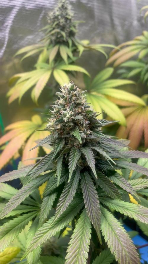 Lemon Mandarin. fastbuds