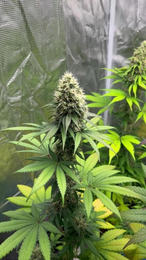 Runtz Punch. Herbies