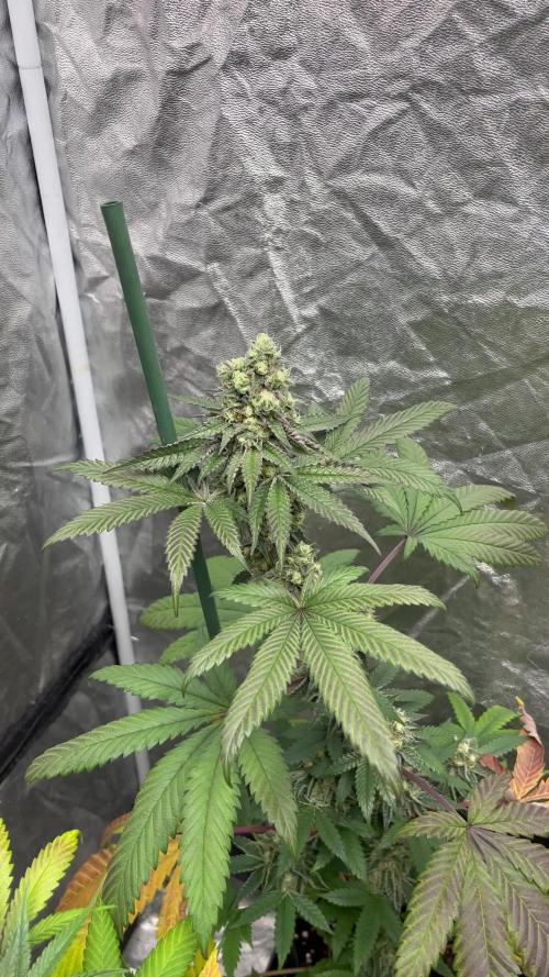 Gelato 44. RoyalQueenSeeds