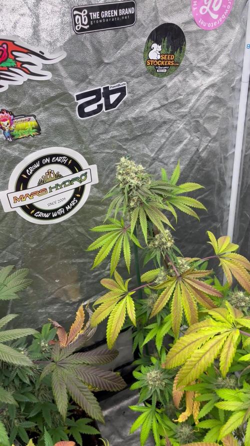 Lemon Cherry Runtz. Fastbuds