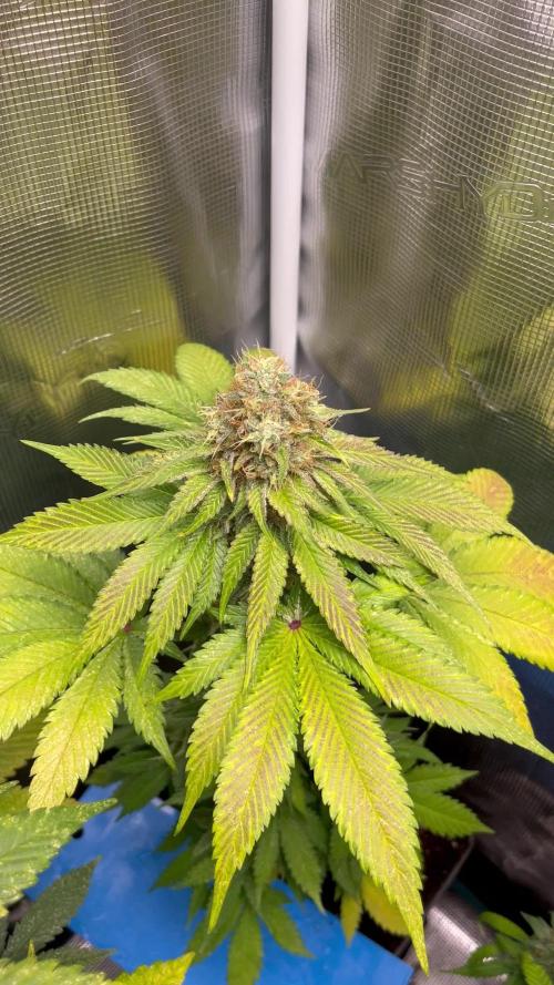 Mistery ¿?. Seedstockers