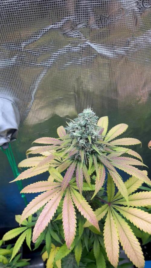 Permanent Maker. Seedstockers