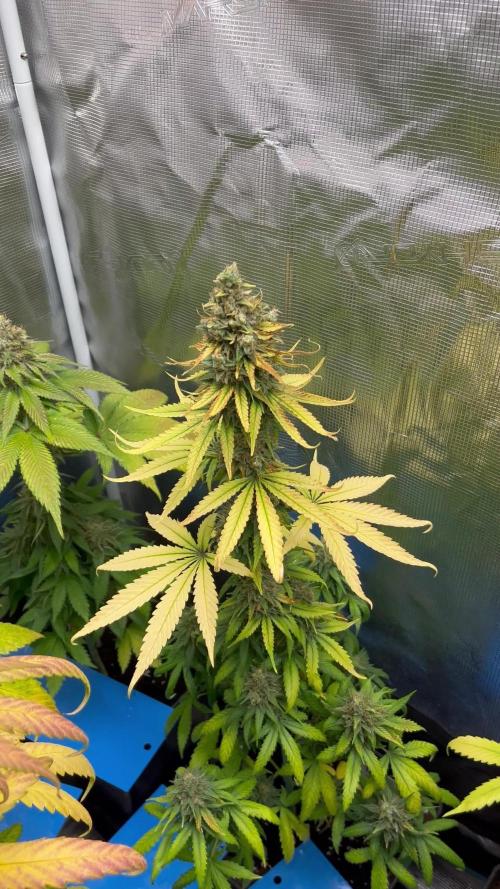 Terp & Tonic. Seedstockers