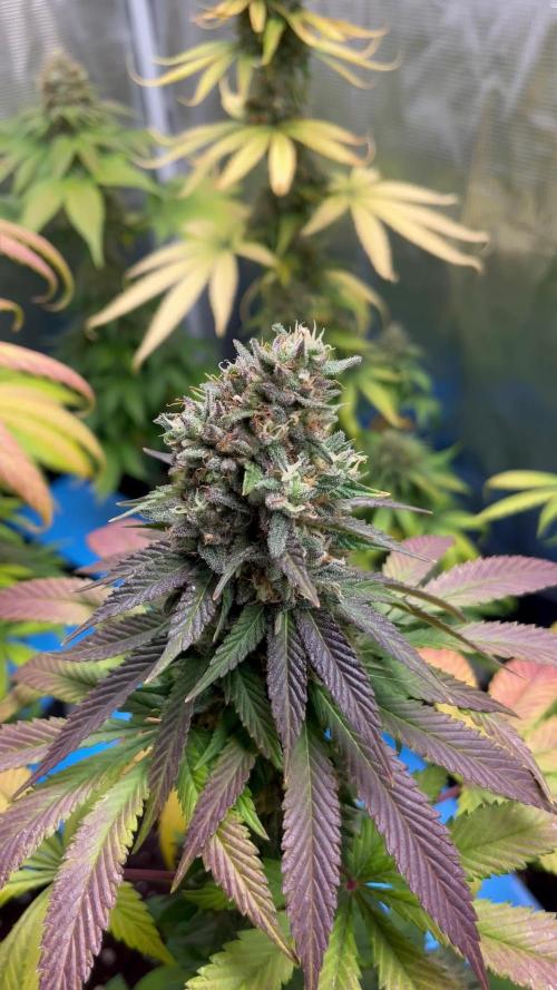 Lemon Mandarin. fastbuds