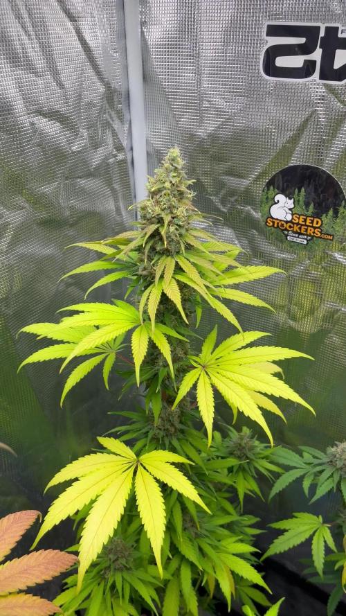 Runtz Punch. Herbies