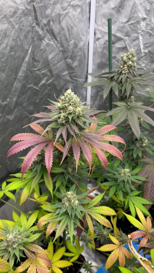 Gelato 44. RoyalQueenSeeds