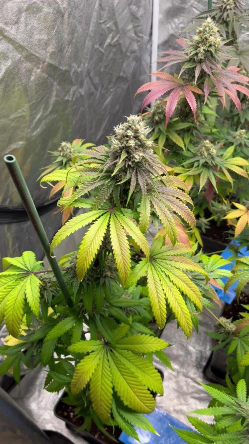 Lemon Cherry Runtz. Fastbuds