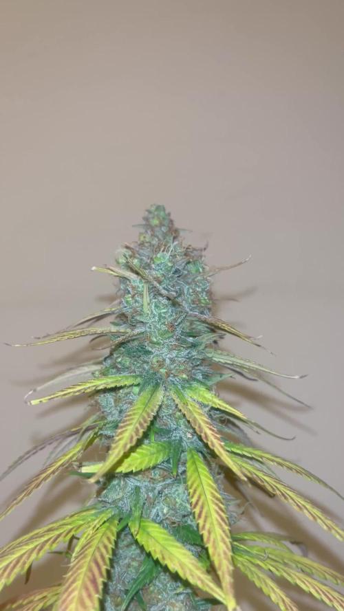 Terp & Tonic. Seedstockers