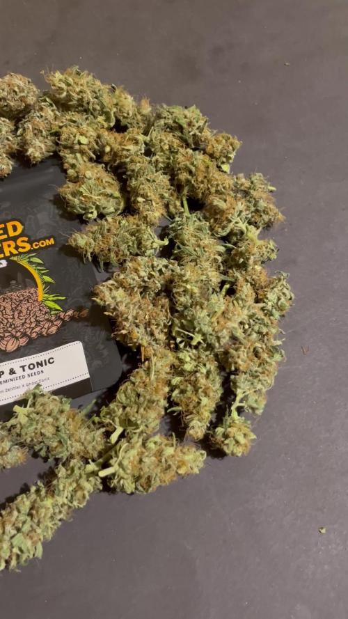 Terp & Tonic. Seedstockers