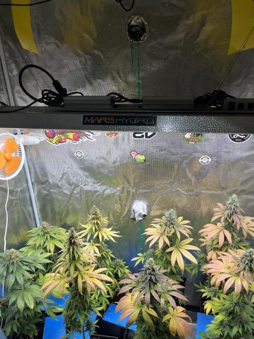 Mistery ¿?. Seedstockers. Week 14