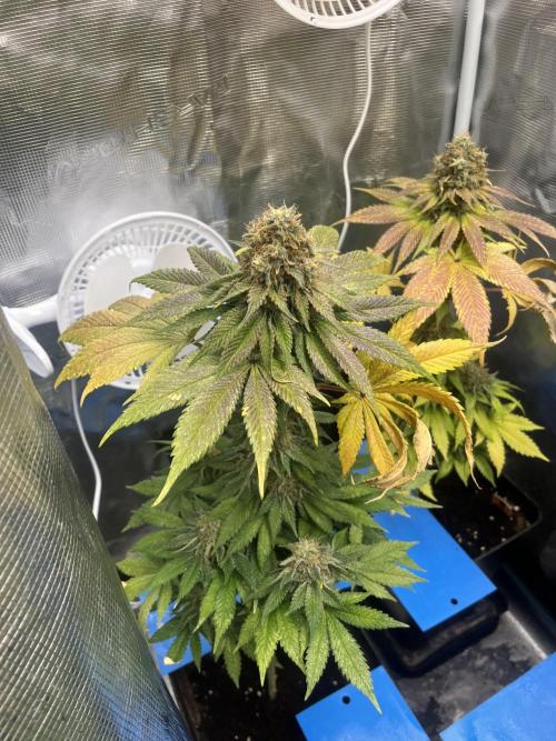 Mistery ¿?. Seedstockers. Week 14