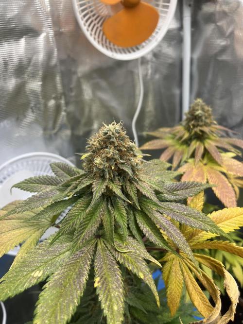 Mistery ¿?. Seedstockers. Week 14