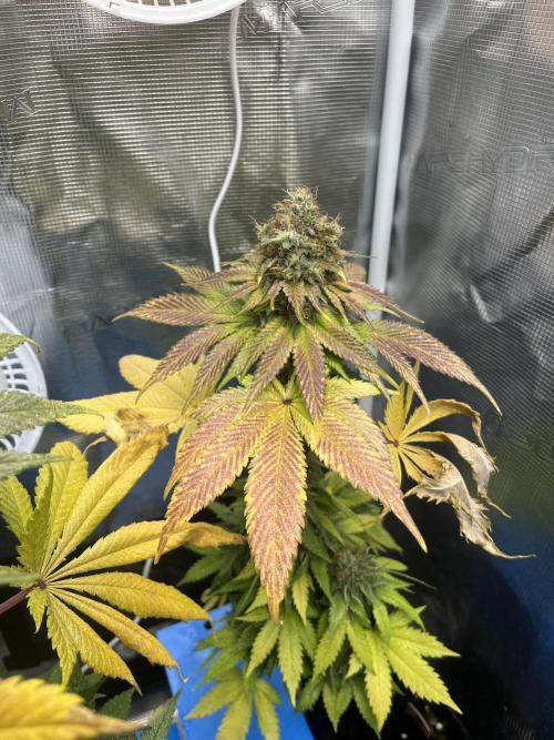 Mistery ¿?. Seedstockers. Week 14