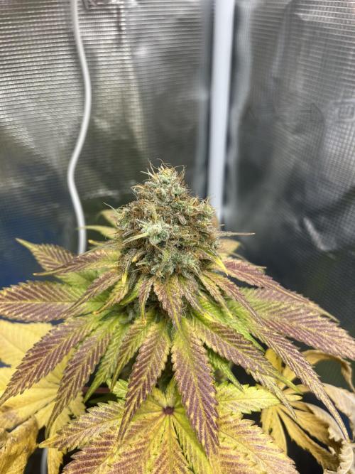 Mistery ¿?. Seedstockers. Week 14