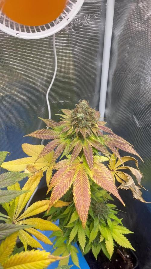 Mistery ¿?. Seedstockers