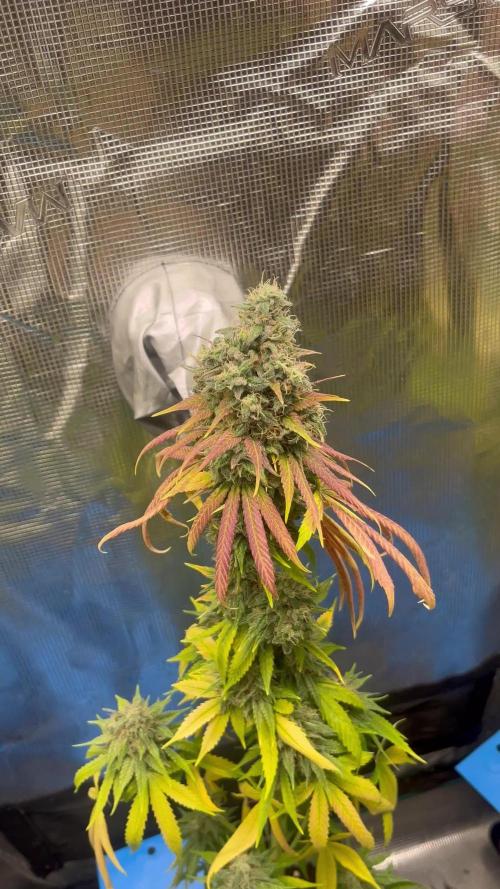 Permanent Maker. Seedstockers