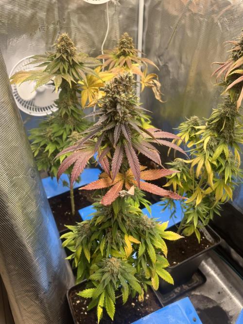 Lemon Mandarin. fastbuds. Week 14