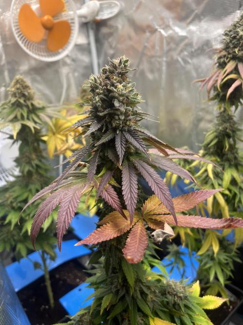 Lemon Mandarin. fastbuds. Week 14