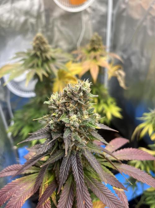 Lemon Mandarin. fastbuds. Week 14