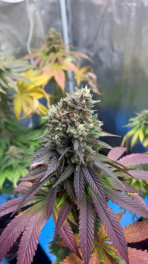 Lemon Mandarin. fastbuds