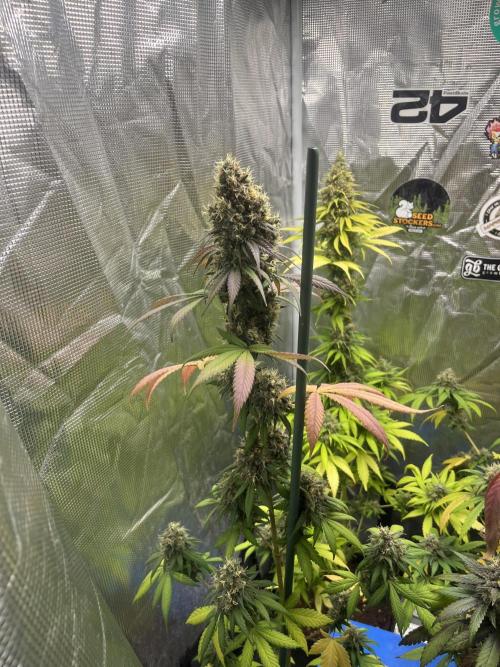 Runtz Punch. Herbies. Week 14