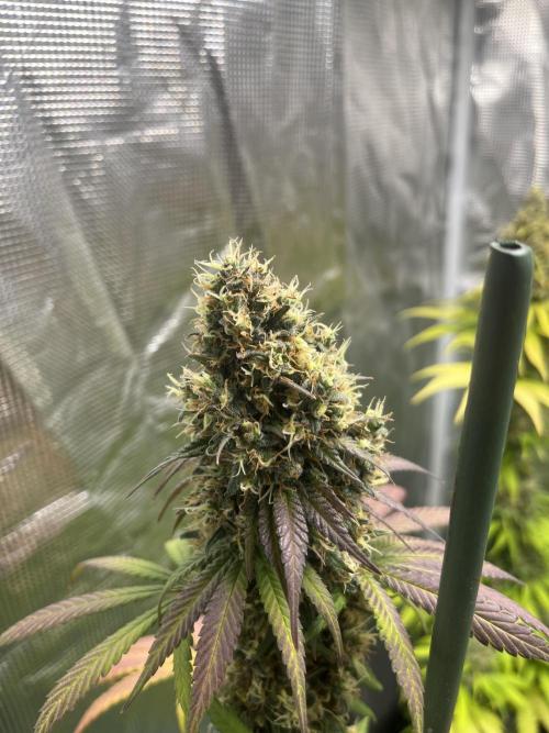 Runtz Punch. Herbies. Week 14