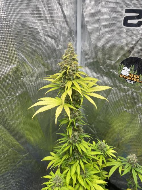 Runtz Punch. Herbies. Week 14