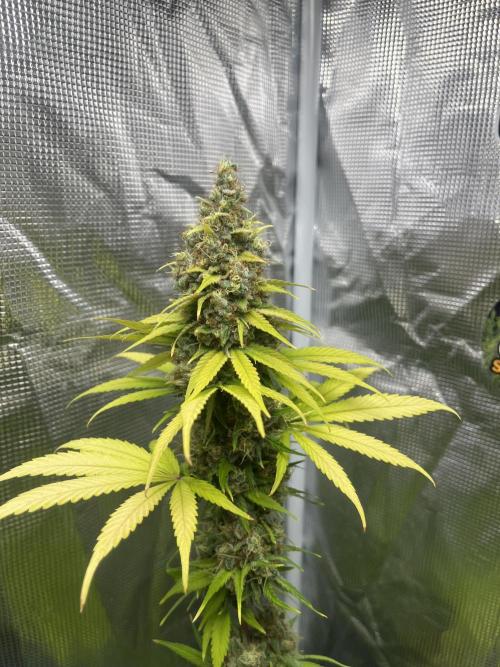 Runtz Punch. Herbies. Week 14