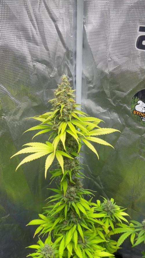 Runtz Punch. Herbies