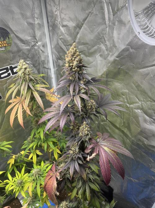 Runtz. MSNL. Week 14