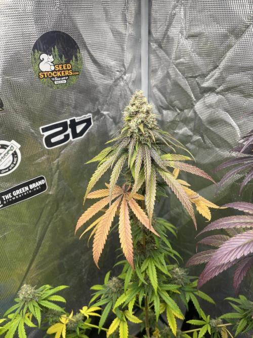 Runtz. MSNL. Week 14