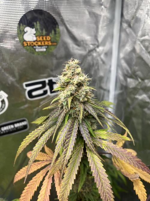 Runtz. MSNL. Week 14