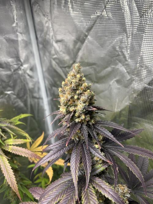 Runtz. MSNL. Week 14