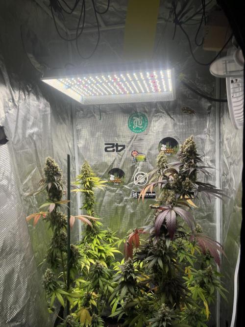 Runtz. MSNL. Week 14