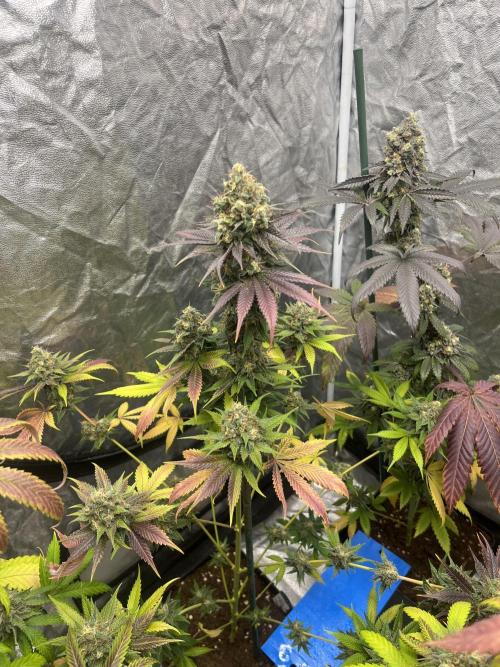 Gelato 44. RoyalQueenSeeds. Week 14