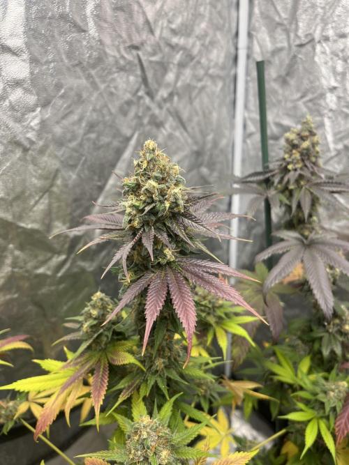 Gelato 44. RoyalQueenSeeds. Week 14