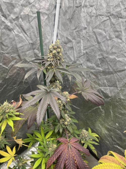 Gelato 44. RoyalQueenSeeds. Week 14