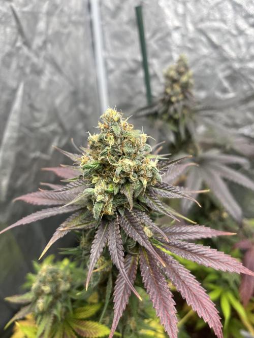 Gelato 44. RoyalQueenSeeds. Week 14