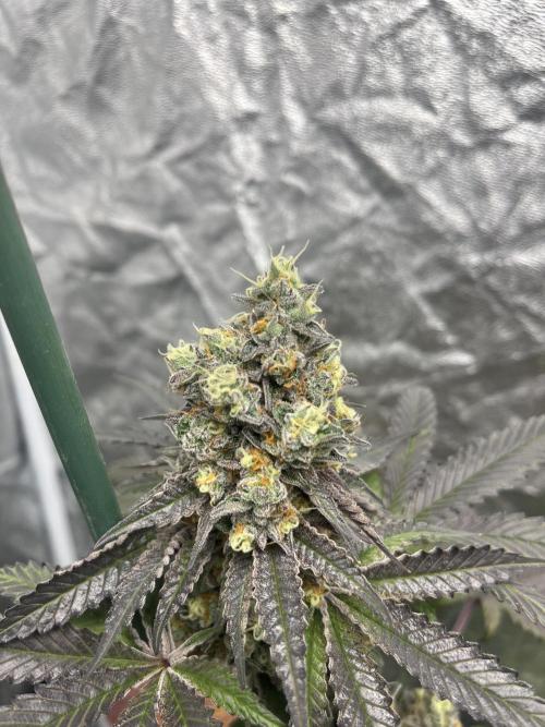 Gelato 44. RoyalQueenSeeds. Week 14