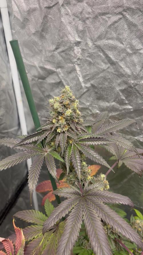 Gelato 44. RoyalQueenSeeds